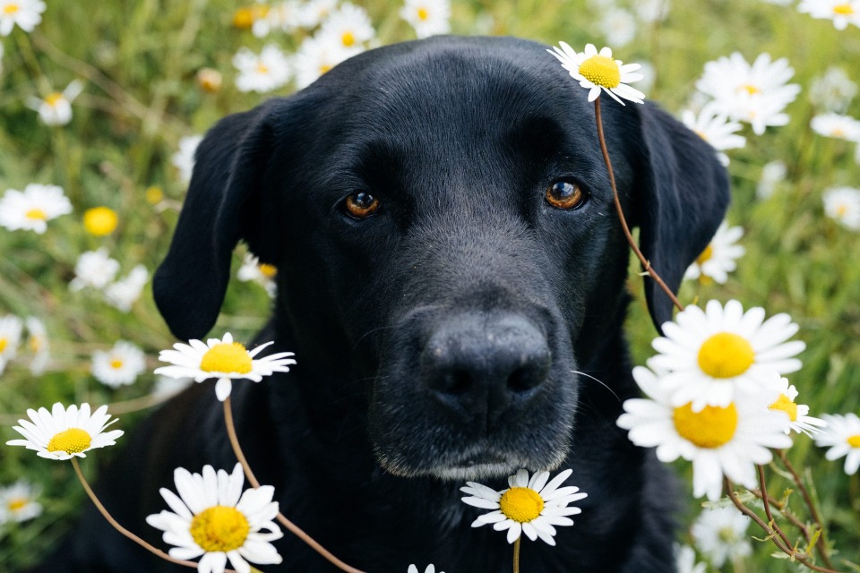 Janette Steinwand Fotografie - Schwarzer Hund im Gänseblümchenfeld