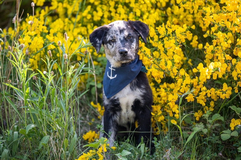 Janette Steinwand Fotografie - Kleiner Hund auf einer Wiese mit gelben Blumen